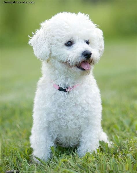 bichon frise facts